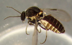 Forcipomyiinae